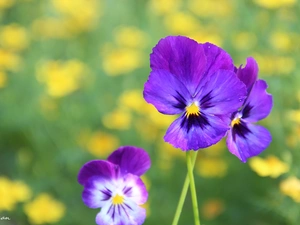 purple, pansies