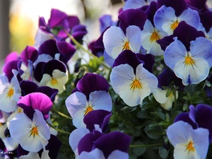 pansies, White, purple