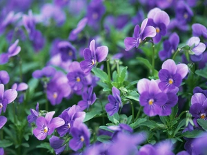 purple, pansies