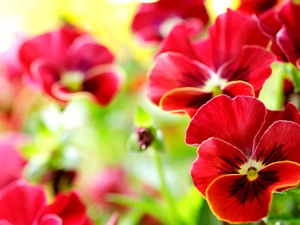 Red, pansies