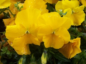 Yellow, pansies