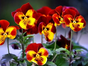 pansies, maroon, Yellow