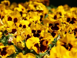 Yellow, pansies