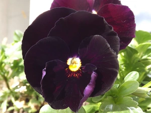 pansies