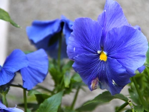 blue, pansy