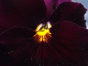 Close, Colourfull Flowers, pansy