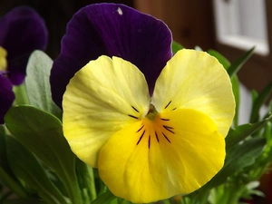 trichromatic, Colourfull Flowers, pansy
