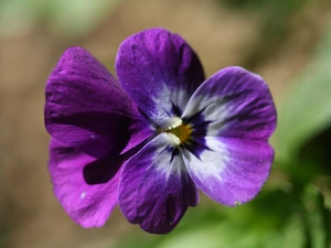 Violet, pansy