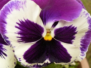 pansy, purple, White