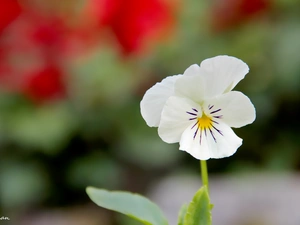 pansy, small, White