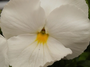 White, pansy