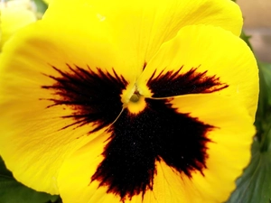 Yellow, pansy