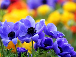 Blue, Anemones