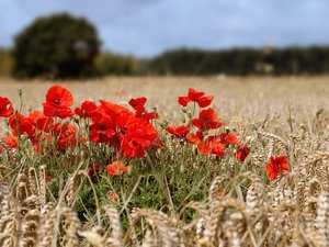 papavers, corn, cereals