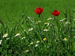 papavers, grass, chamomile