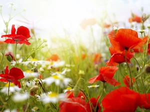 papavers, Meadow, chamomile