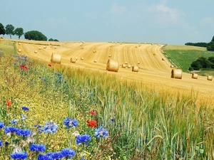 papavers, cornflowers, Meadow, corn, Field