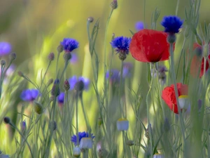 papavers, Flowers, cornflowers