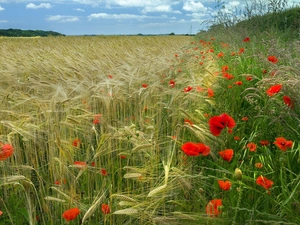 Field, grass, papavers, corn