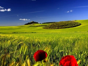 papavers, medows, field