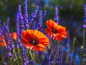 papavers, lavender