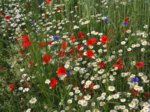 Meadow, cornflowers, papavers, Flowers