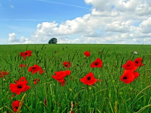 Meadow, papavers