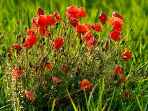 Red, papavers