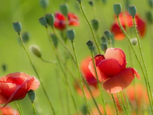 Red, papavers