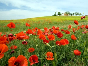 papavers, Meadow, Red