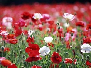 papavers, White, Red