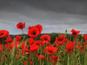 Red, papavers