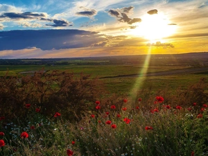 papavers, west, sun