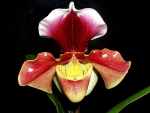 Sabotek, Latin, Paphiopedilum, name