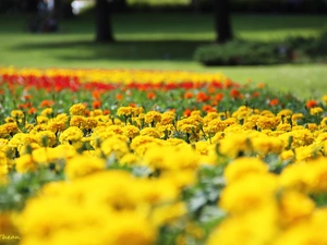 Park, Turki, Tagetes