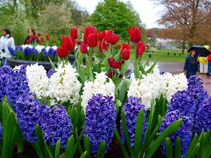 flourishing, Lisse, Tulips, Park, Spring, Hyacinths, walkers