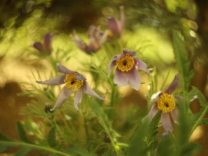 blooming, purple, Flowers, pasque