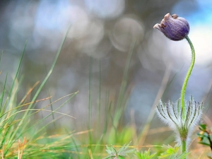 blur, Colourfull Flowers, pasque