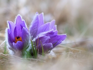 blurry background, Flowers, pasque