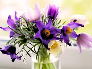 pasque, Flowers, bouquet