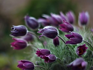 pasque, purple, Flowers