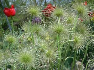 seedheads, pasque