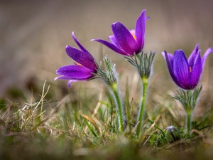 pasque, Flowers, Spring