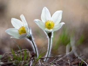 pasque, Flowers, White