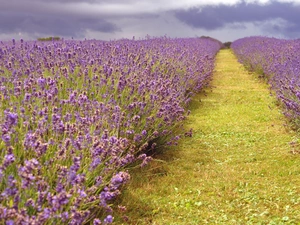 Path, Field, lavender