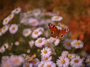 butterfly, Insect, Astra, Peacock