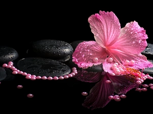 Pearl, Spa, hibiskus, Stones, Pink