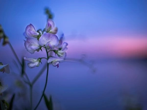 Bokeh, Flower, Sweet Peas