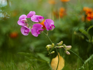 peas, Pink, Flowers