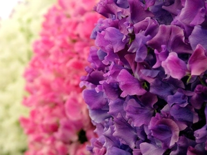 peas, color, fragrant